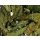 Sonnenhutblätter (Echinacea)  1000 g